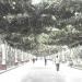 Allee des vignes